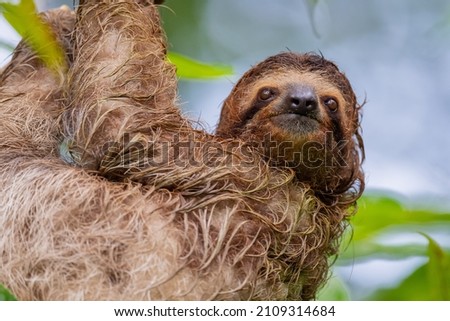 A selective closeup of a cute sloth hanging on a tree