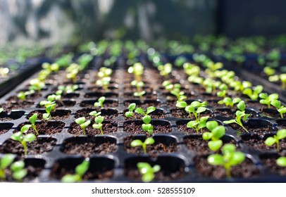 selective Close-up of green seedling.Green salad growing from seed - Shutterstock ID 528555109