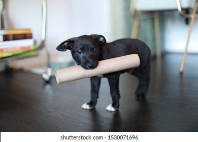 A Selective Closeup Shot Of A Black Puppy Holding An Empty Paper Towel Roll On His Mouth