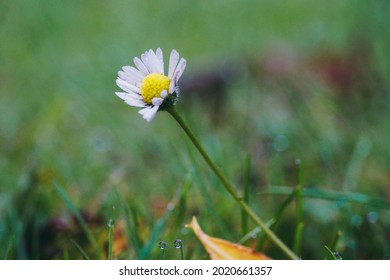 A selective closeup of a single daisy in the field in the morning