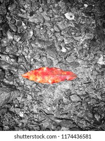 Selective colour of a red leaf on gravel.