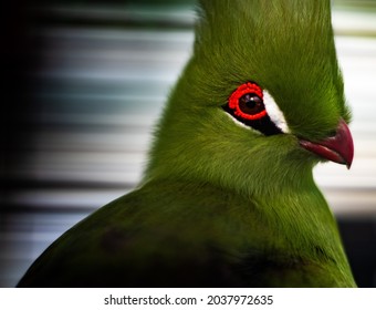 A Selective Of A Cute Green Turaco