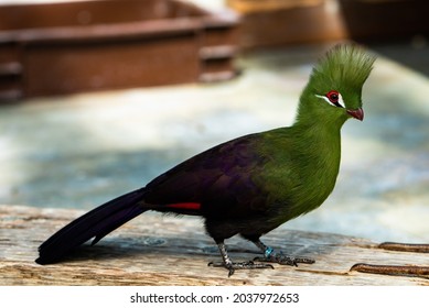 A Selective Of A Cute Green Turaco