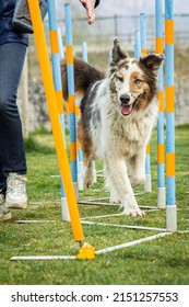 A selective of a dog on an agility field - Shutterstock ID 2151257553