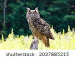 A selective of the Eurasian eagle-owl (Bubo bubo) in a greenery