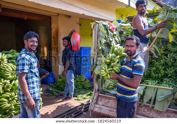 Selective focus, 11/15/2019 India, Mapusa,\
GOA, men unload a car with green and unripe bananas in a\
traditional grocery market. Spontaneous market\
concept