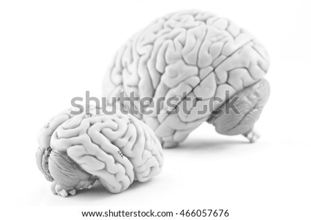 selective focus about human brain model with black and white color