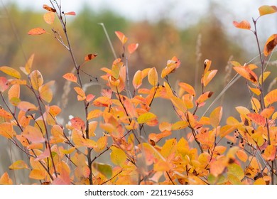 Selective Focus. Abstract Background Of The Autumn Forest