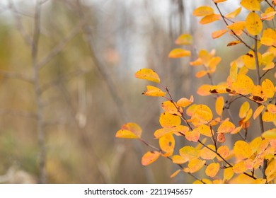 Selective Focus. Abstract Background Of The Autumn Forest