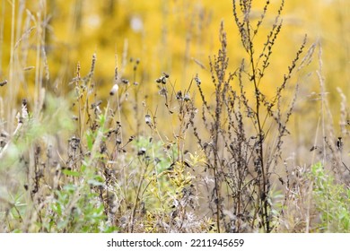 Selective Focus. Abstract Background With Autumn Grass. Macro