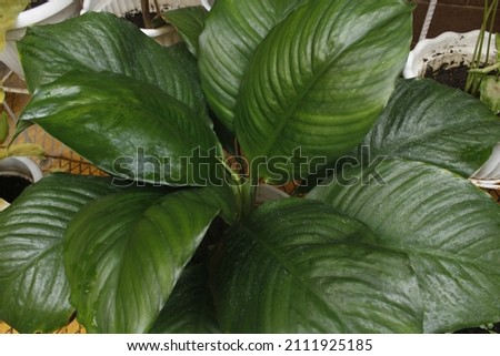 Selective focus abstract background plant on pot