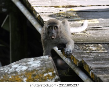 Selective focus Adult wild crab-eating monkey (Macaca fascicularis) sitting in the natural habitat. - Shutterstock ID 2311805237