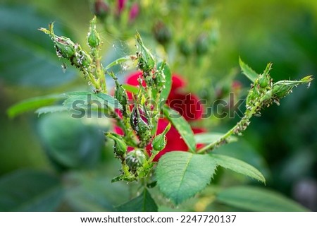 Selective focus. Aphids on rose buds. Spider mites. Pest control. Diseases of roses. Tetranychidae, Aphidoidea, Macrosiphum, Arge pagana.  Close-up. Macro. Soft focus effect. 