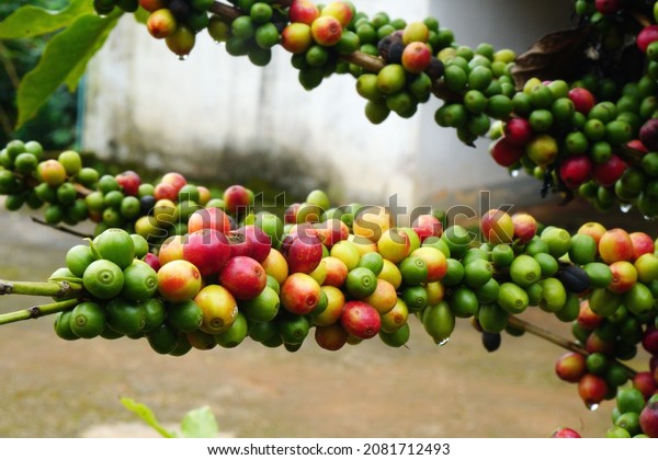 Selective Focus Arabica coffee seed on Coffee arabica\
tree is a species of flowering plant in the coffee and madder\
family Rubiaceae - local agriculture in northern pha hee village\
chiangrai thailand 