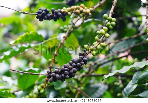 Selective Focus Arabica coffee seed on Coffee arabica\
tree is a species of flowering plant in the coffee and madder\
family Rubiaceae - local agriculture in northern pha hee village\
chiangrai thailand 