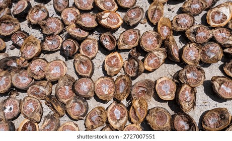 Selective focus of Areca nut or Areca catechu dried in the sun.