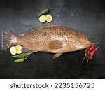 Selective focus of areolate grouper (Epinephelus areolatus),also known as the yellowspotted rockcod,areolate rockcod,green spotted rock cod, squaretail grouper or squaretail rockcod