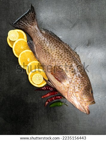 Selective focus of areolate grouper (Epinephelus areolatus),also known as the yellow spotted rockcod, areolate rockcod,green spotted rock cod, squaretail grouper or squaretail rockcod. Stock photo © 
