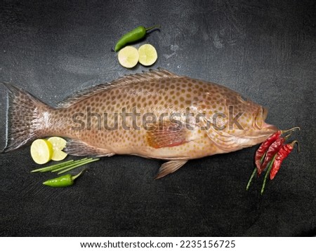 Selective focus of areolate grouper (Epinephelus areolatus),also known as the yellowspotted rockcod,areolate rockcod,green spotted rock cod, squaretail grouper or squaretail rockcod Stock photo © 
