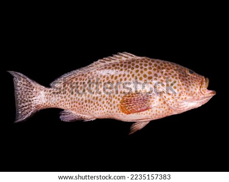 Selective focus of areolate grouper (Epinephelus areolatus),also known as the yellowspotted rockcod,areolate rockcod,green spotted rock cod. Stock photo © 