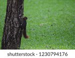 selective focus at back side of brown squirrel that was perched on the tree while it