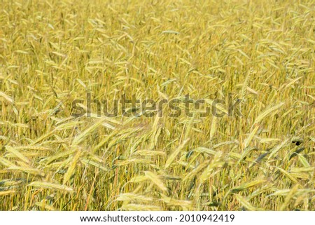 Selective focus background of lots of light beige ears of wheat in agricultural field in sunlight 
