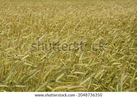 Selective focus background of lots of light beige ears of wheat in agricultural field in sunlight 
