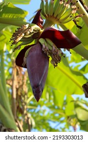 Selective Focus Of The Banana Heart (Musa Paradisiaca) Or The Beautiful And Edible Banana Flower Used As A Vegetable.