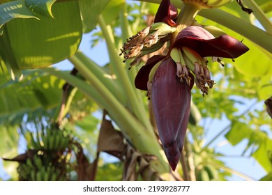 Selective Focus Of The Banana Heart (Musa Paradisiaca) Or The Beautiful And Edible Banana Flower Used As A Vegetable.