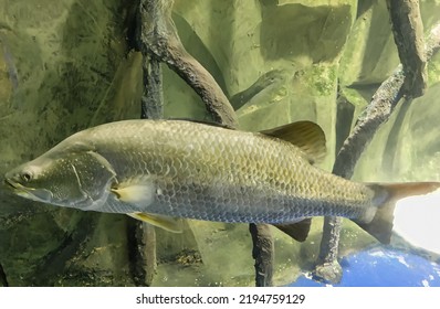 Selective Focus Of Barramundi Or Asian Sea Bass In Underwater