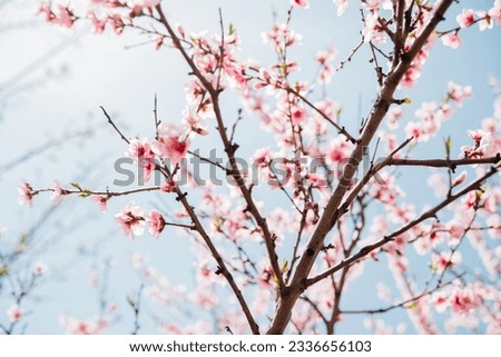 Similar – Image, Stock Photo Apple blossom buds under the blue sky