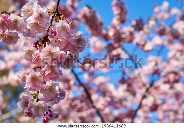 青い空の下の木にピンクの桜の枝を限定し 公園の春の季節に美しい桜の花 花柄のテクスチャー 自然の花柄の背景 の写真素材 今すぐ編集