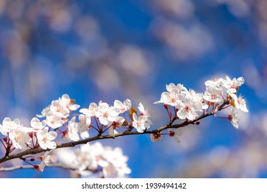 Selective focus of beautiful branches of white Cherry blossoms on the tree under blue sky, Beautiful Sakura flowers during spring season in the park, Floral pattern texture, Nature background. - Powered by Shutterstock