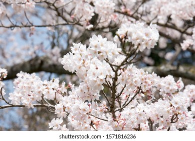 Cherry Tree Garden Images Stock Photos Vectors Shutterstock