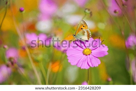 Selective focus of Beautiful pink cosmos with butterfly ,flower field  floral garden meadow background. Colorful cosmos flower blooming nature in blurred background