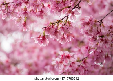 Cherry Blossom Wallpaper Images Stock Photos Vectors Shutterstock