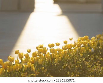 Selective focus. Beautiful spring yellow tulips in the city public park. Concepts of the beauty of nature. Free space for your message. Flowers theme