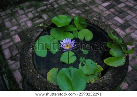 Selective focus : Beautiful violet nymphaea Nouchali or often known by its synonym Nymphaea stellata against the background of wide round green leaves in the pond
