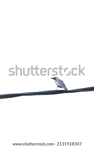 selective focus of bird sitting on the wire with text space for quotes