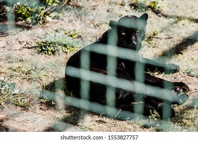 Selective Focus Of Black Puma Lying Near Cage In Zoo 