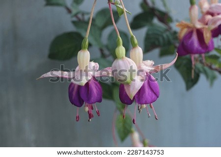 Selective focus of blooming Fuchsia magellanica, commonly known as the hummingbird fuchsia or hardy fuchsia, is a species of flowering plant in the evening primrose family Onagraceae