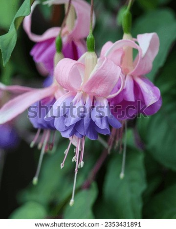 Selective focus of blooming Fuchsia magellanica, commonly known as the hummingbird fuchsia or hardy fuchsia, is a species of flowering plant in the evening primrose family Onagraceae
