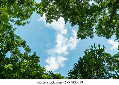 selective focus blue sky with frame green tree branches. Natural nature trees and blue sky. Copy space for text. Tree branch.