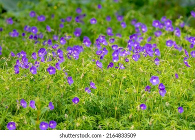 Selective Focus Of Blue Violet Flower In The Garden, Geranium Maculatum The Wild Geranium Is A Perennial Plant Native To Woodland In Eastern North America, Nature Floral Pattern Background.