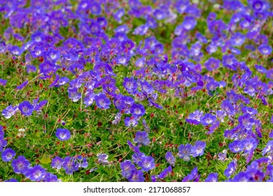 Selective Focus Of Blue Violet Flower In The Garden, Geranium Maculatum The Wild Geranium Is A Perennial Plant Native To Woodland In Eastern North America, Nature Floral Pattern Background.