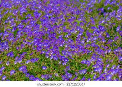 Selective Focus Of Blue Violet Flower In The Garden, Geranium Maculatum The Wild Geranium Is A Perennial Plant Native To Woodland In Eastern North America, Nature Floral Pattern Background.