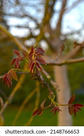 2,526 Walnut tree blossom Images, Stock Photos & Vectors | Shutterstock