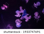 Selective focus, blurred background. Magical floating jellyfish.