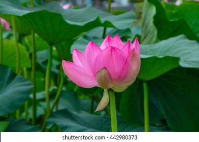flower scenery images stock photos vectors shutterstock