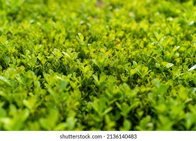 Selective focus bokeh shot of bright green plant hedge natural background filled with sunlight. Green leaves summer spring